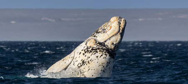 Puerto Madryn, Argentina - Excursión a la estancia Las Charas + Avistamiento de ballenas